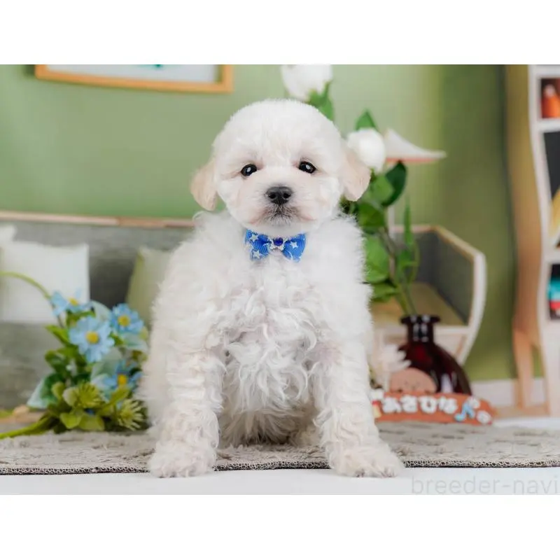 販売中の神奈川県のトイプードル-452699の10枚目