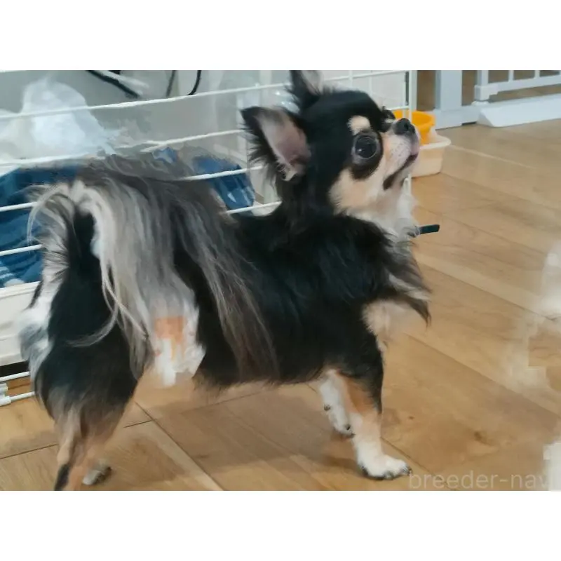 販売中の広島県のチワワ(ロングコート)-452595の3枚目