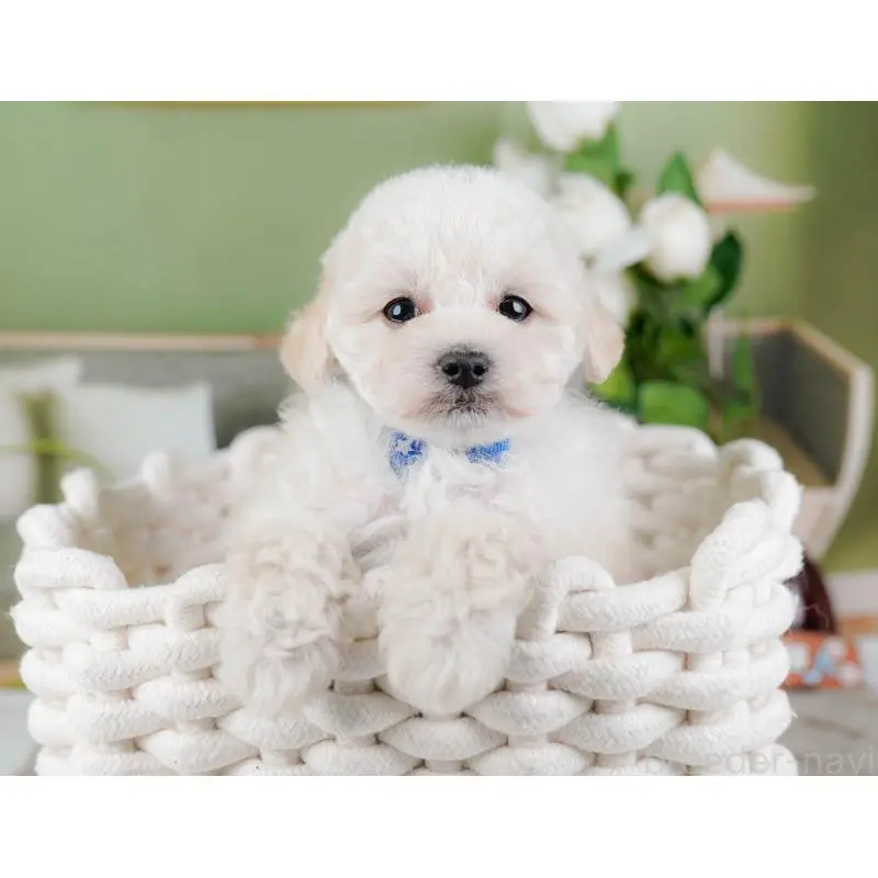 販売中の神奈川県のトイプードル-452699の9枚目