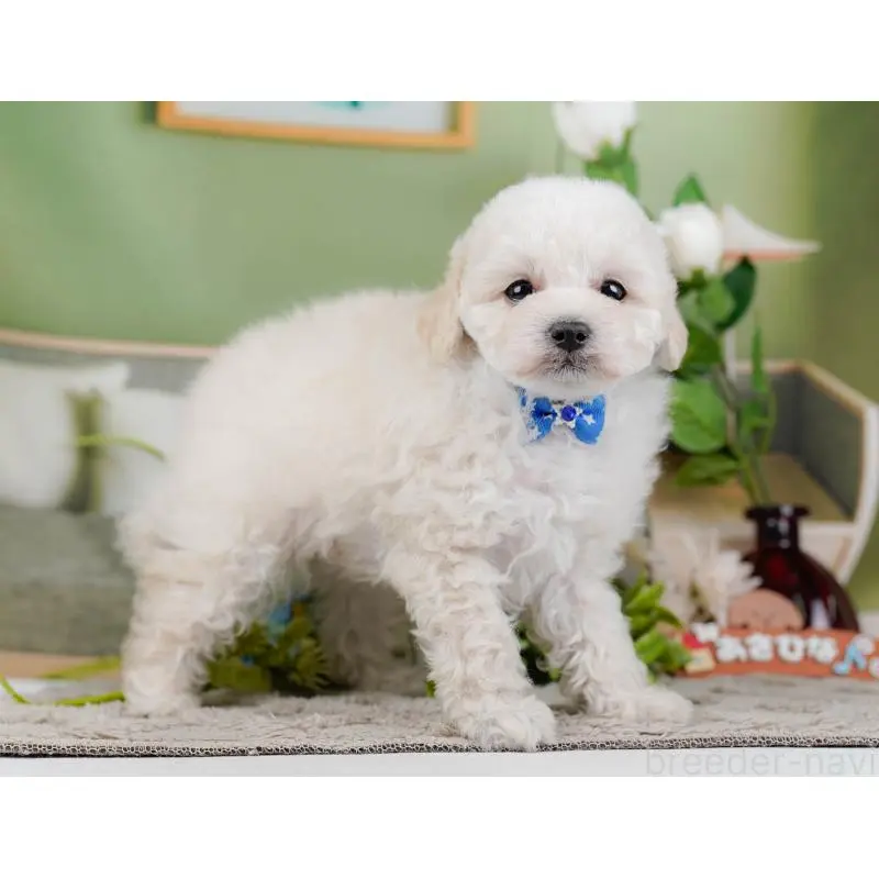 販売中の神奈川県のトイプードル-452699の6枚目