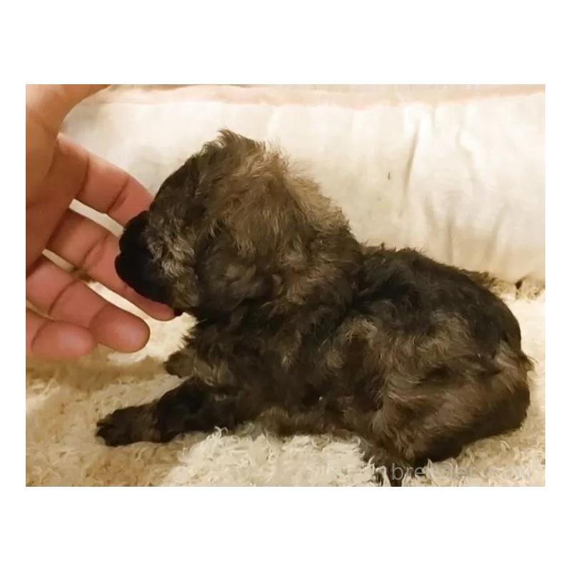 販売中の愛知県のティーカッププードル-452424の7枚目