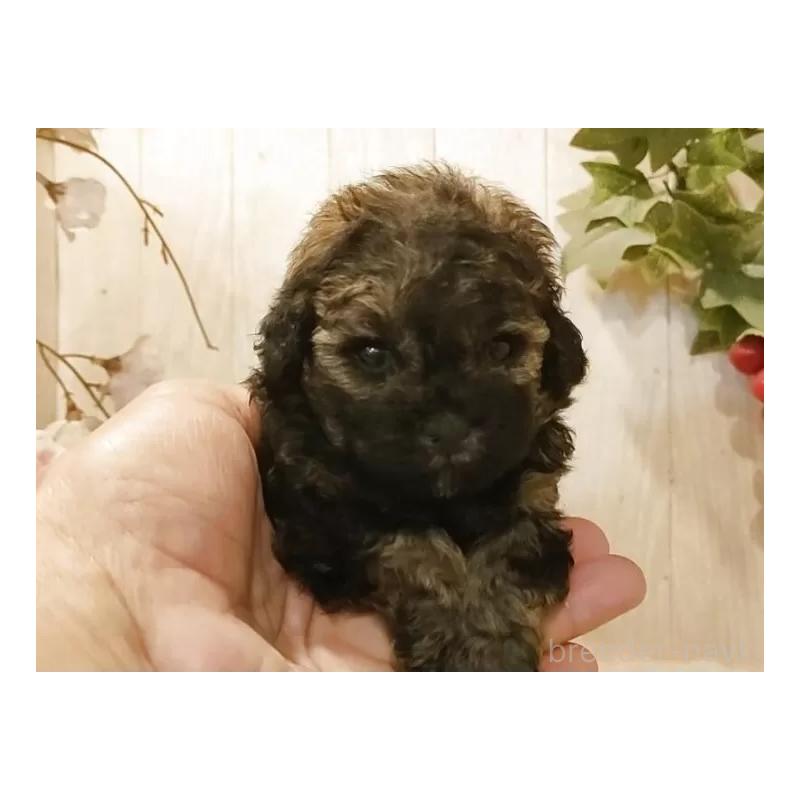 販売中の愛知県のティーカッププードル-452424の6枚目