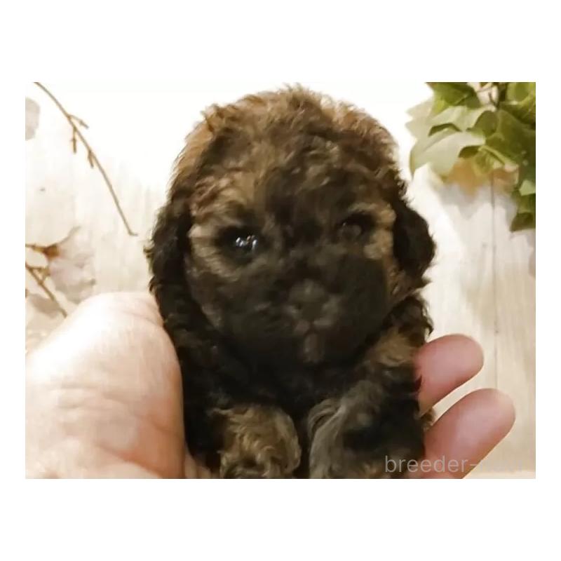 販売中の愛知県のティーカッププードル-452424の5枚目