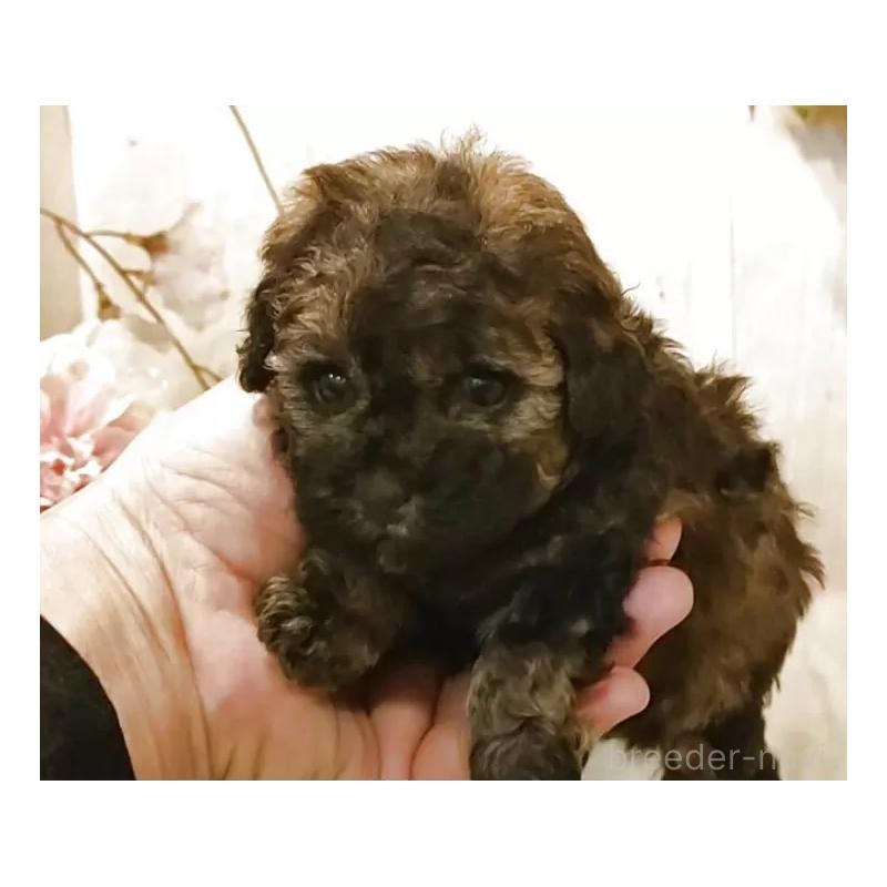 販売中の愛知県のティーカッププードル-452424の4枚目