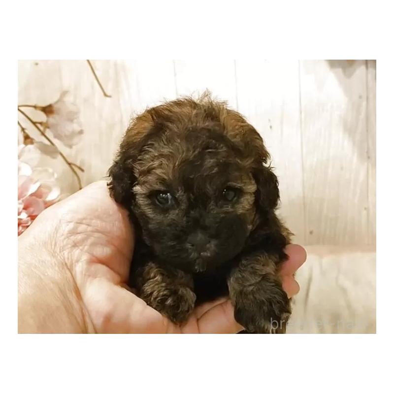 販売中の愛知県のティーカッププードル-452424の3枚目