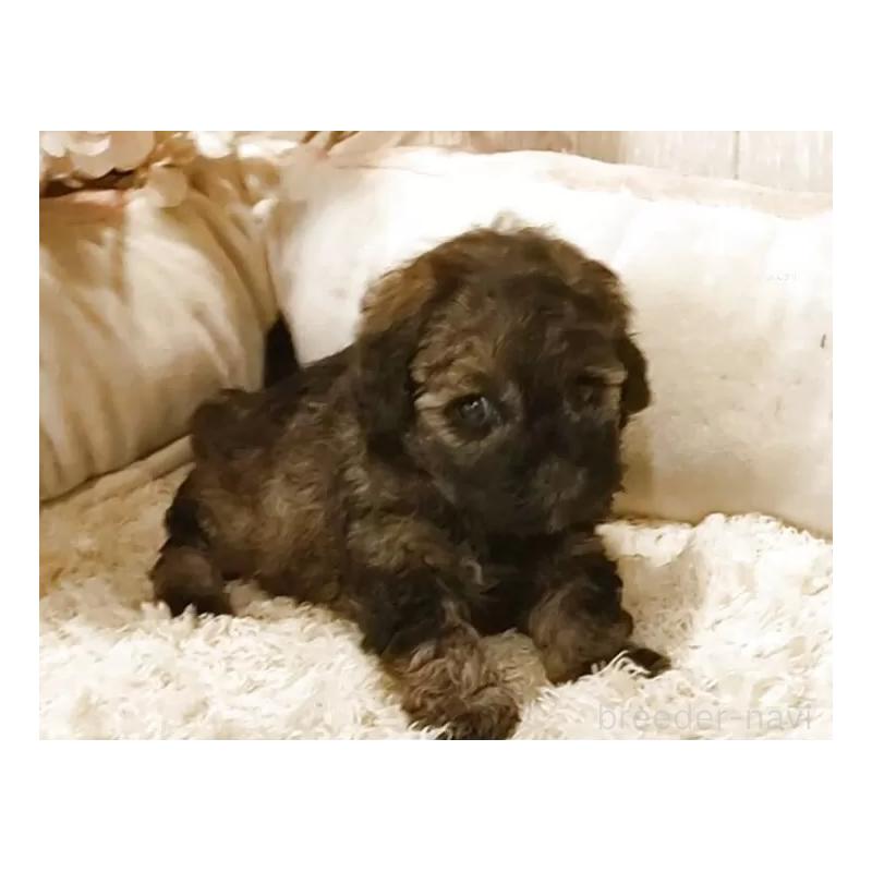 販売中の愛知県のティーカッププードル-452424の2枚目