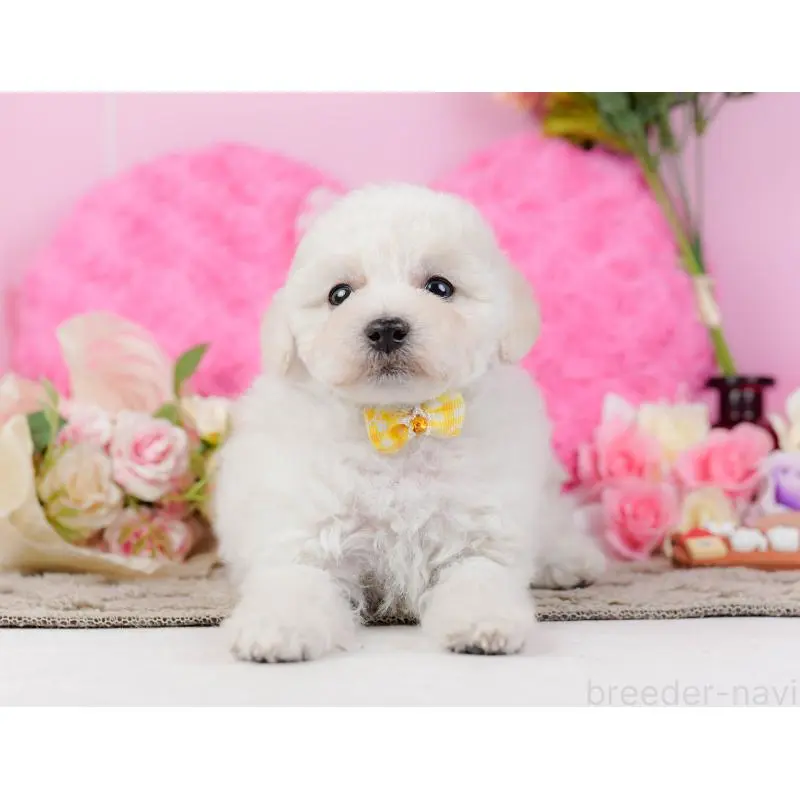 販売中の神奈川県のトイプードル-452701の13枚目