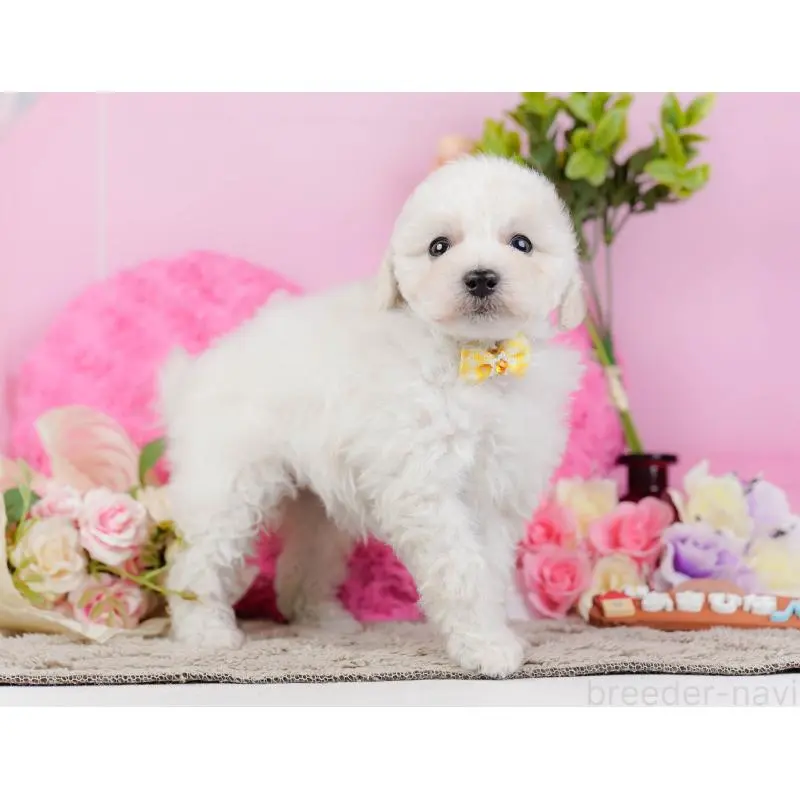 販売中の神奈川県のトイプードル-452701の12枚目