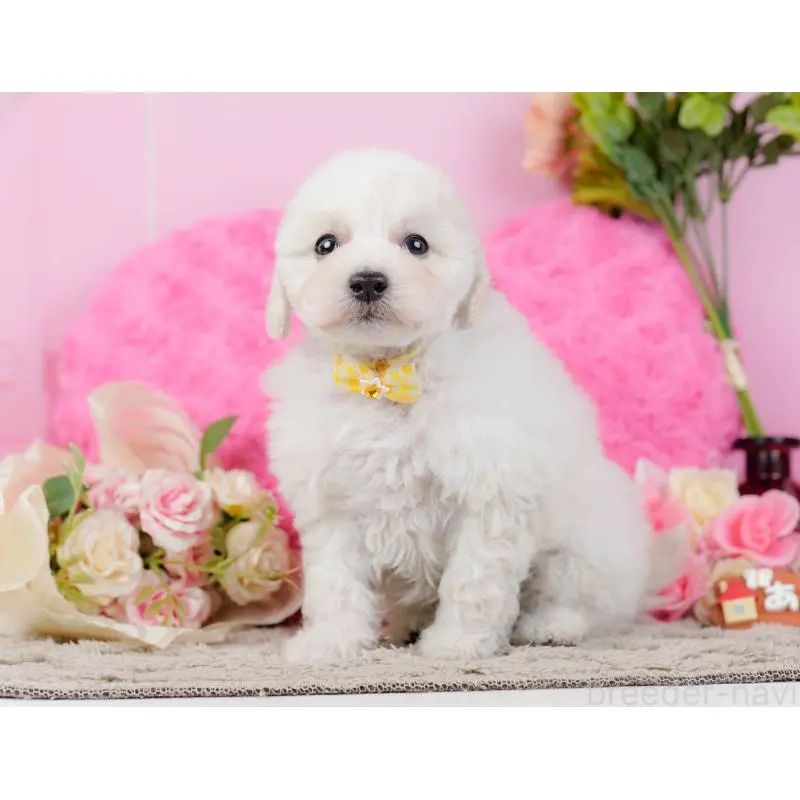 販売中の神奈川県のトイプードル-452701の11枚目