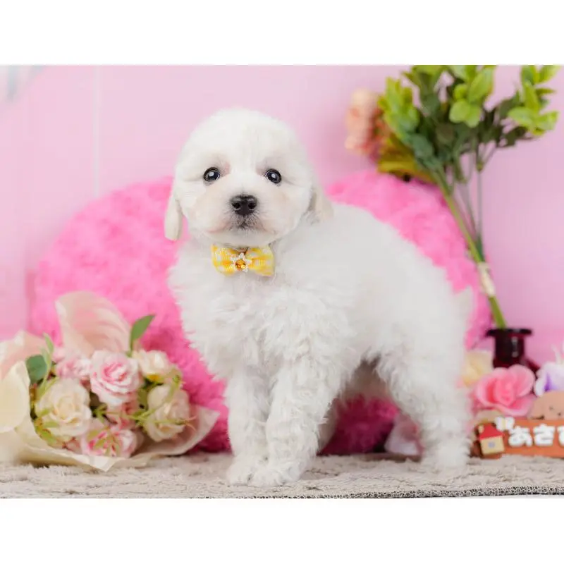 販売中の神奈川県のトイプードル-452701の10枚目