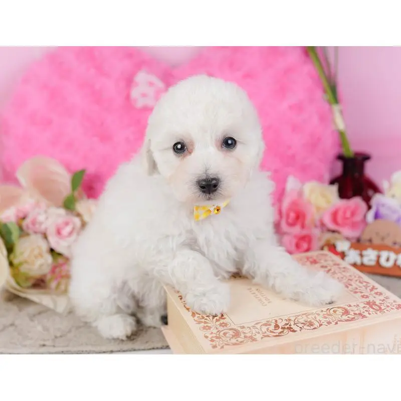 販売中の神奈川県のトイプードル-452701の9枚目