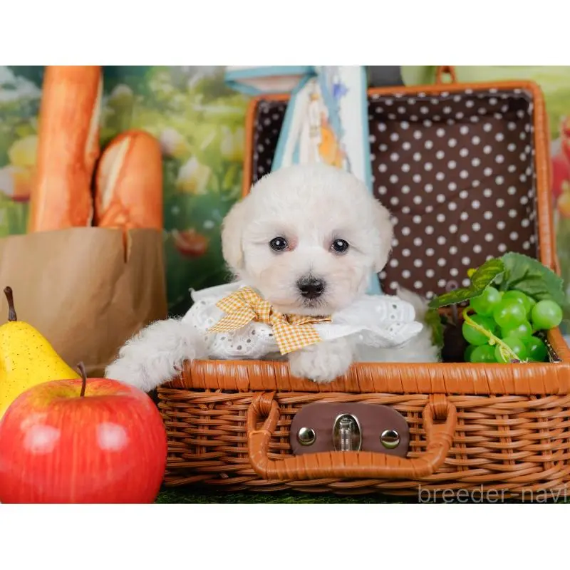 販売中の神奈川県のトイプードル-452701の8枚目