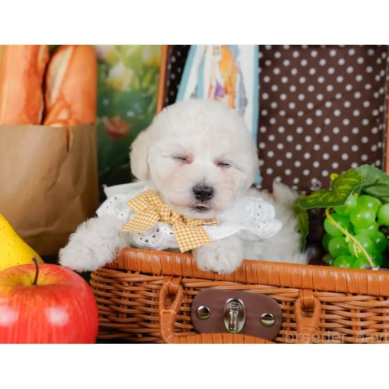 販売中の神奈川県のトイプードル-452701の7枚目