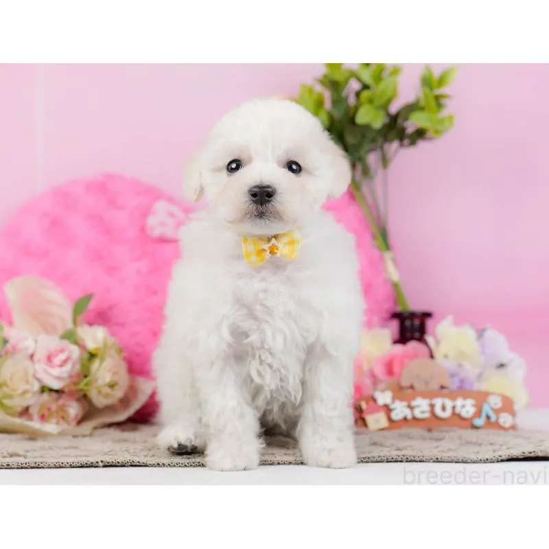 販売中の神奈川県のトイプードル-452701の6枚目