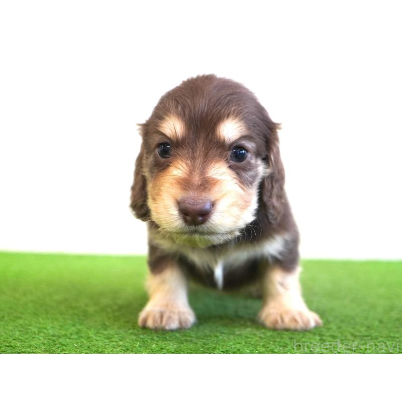 販売中の愛媛県のミニチュアダックスフンド(ロングヘアード)-452423の2枚目