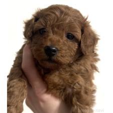 ♀︎トイプードル