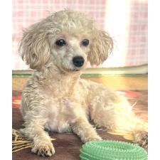 ♀︎タイニープードル