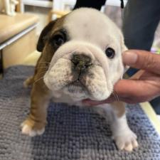 ♀︎ブルドッグ