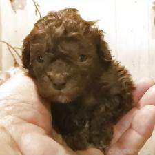 オンライン見学