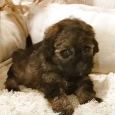 ♀︎ティーカッププードル