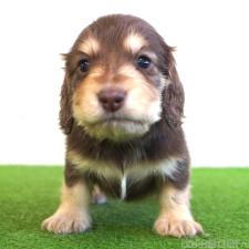 ♀︎ミニチュアダックスフンド(ロングヘアード)