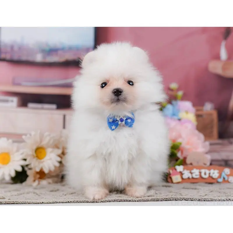 販売中の神奈川県のポメラニアン-452688の15枚目