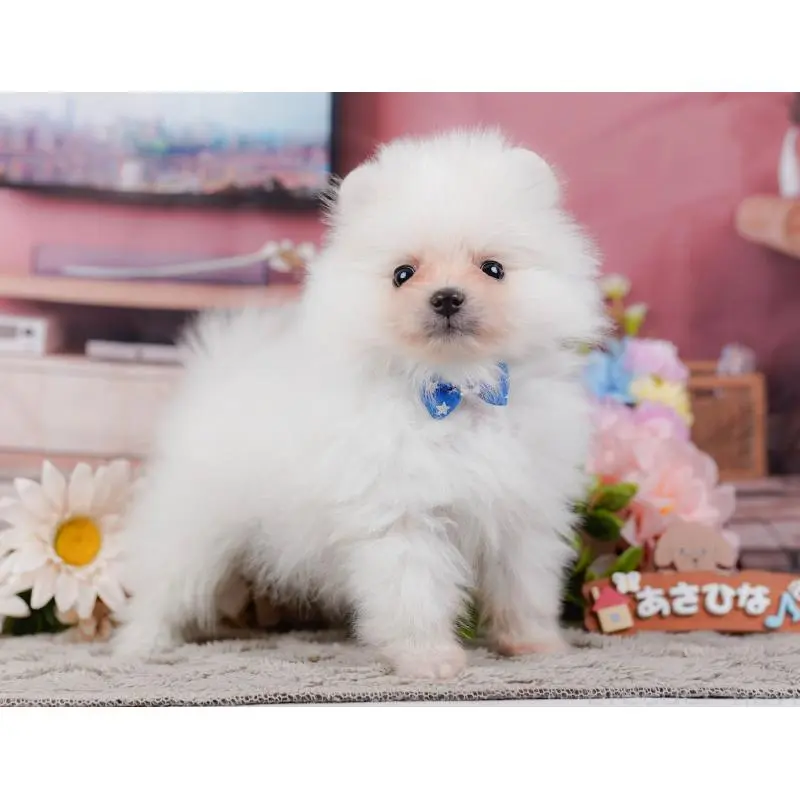 販売中の神奈川県のポメラニアン-452688の14枚目