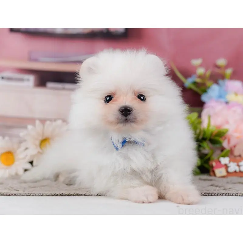 販売中の神奈川県のポメラニアン-452688の13枚目