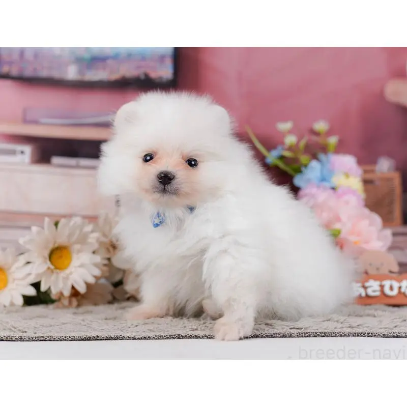 販売中の神奈川県のポメラニアン-452688の12枚目