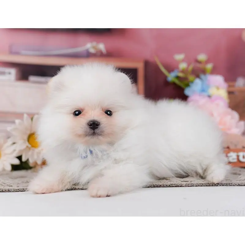 販売中の神奈川県のポメラニアン-452688の11枚目