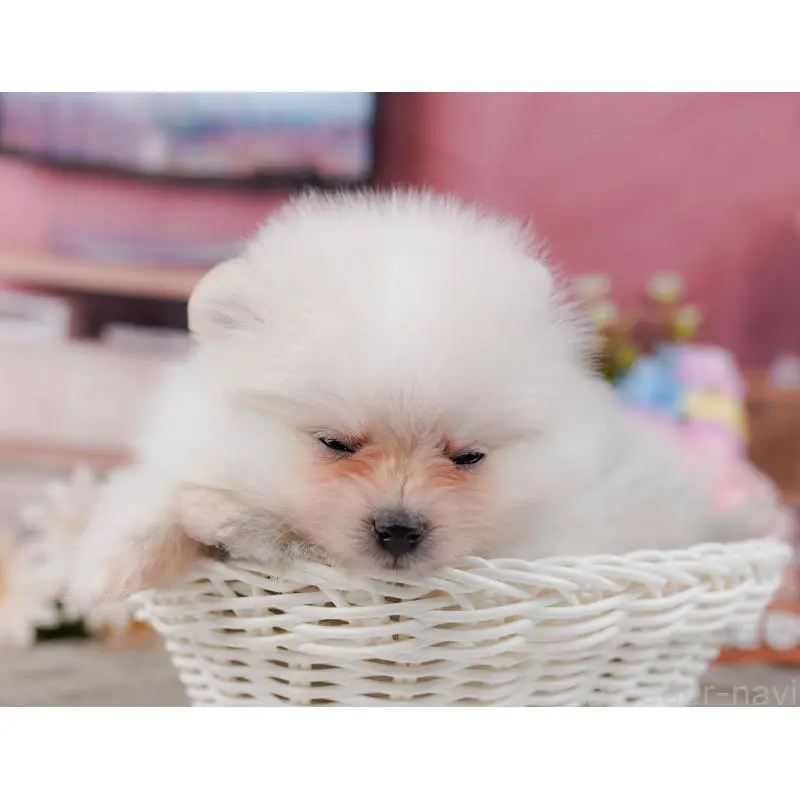 販売中の神奈川県のポメラニアン-452688の10枚目