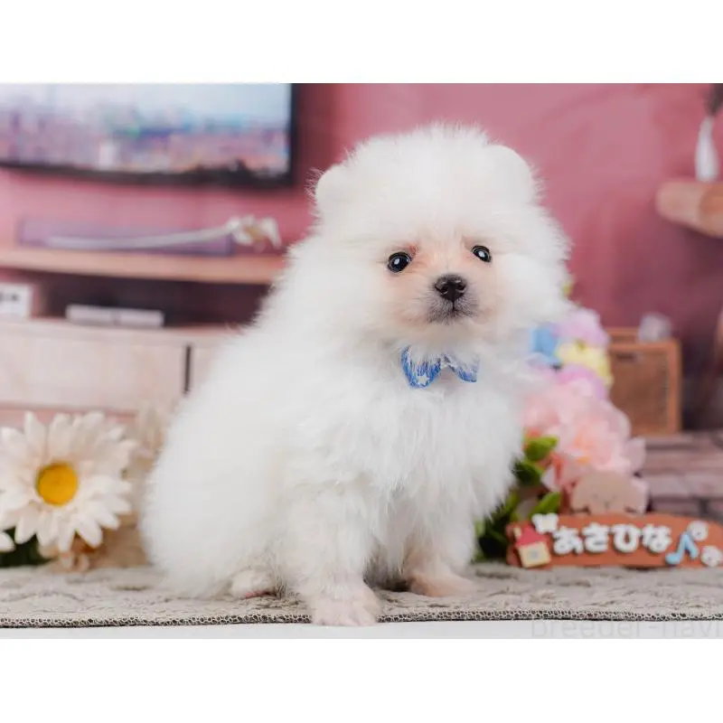 販売中の神奈川県のポメラニアン-452688の9枚目