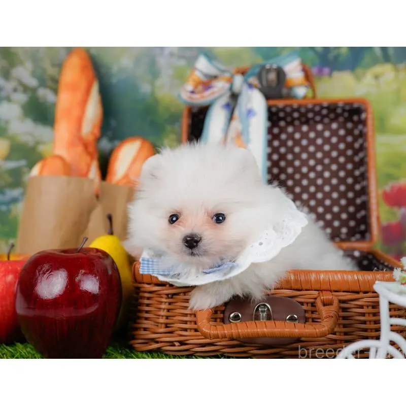 販売中の神奈川県のポメラニアン-452688の7枚目