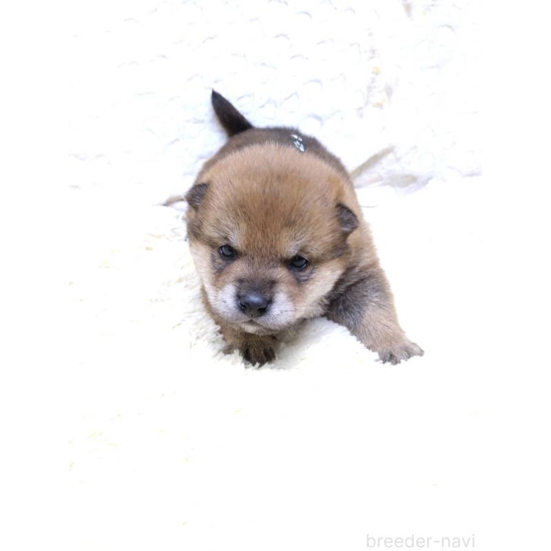 販売中の三重県の豆柴-452425の11枚目