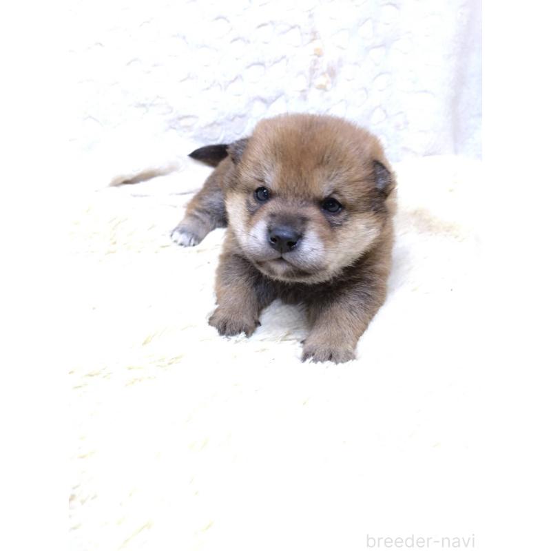 販売中の三重県の豆柴-452425の9枚目