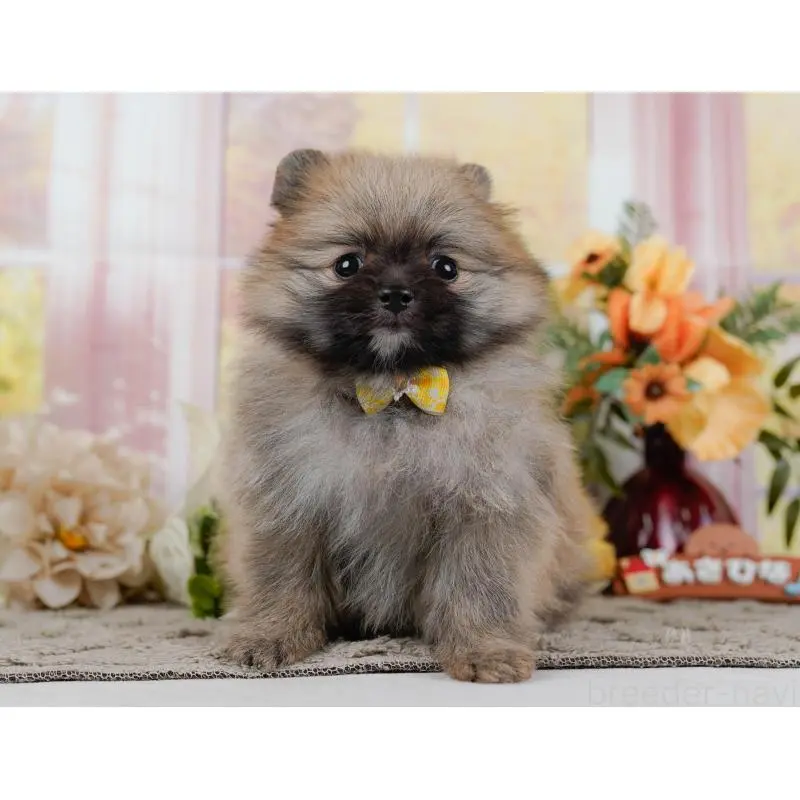 販売中の神奈川県のポメラニアン-452690の16枚目