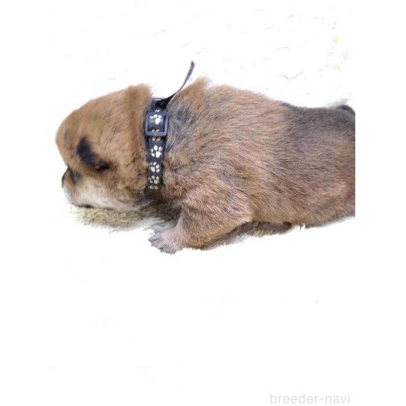 販売中の三重県の豆柴-452425の8枚目