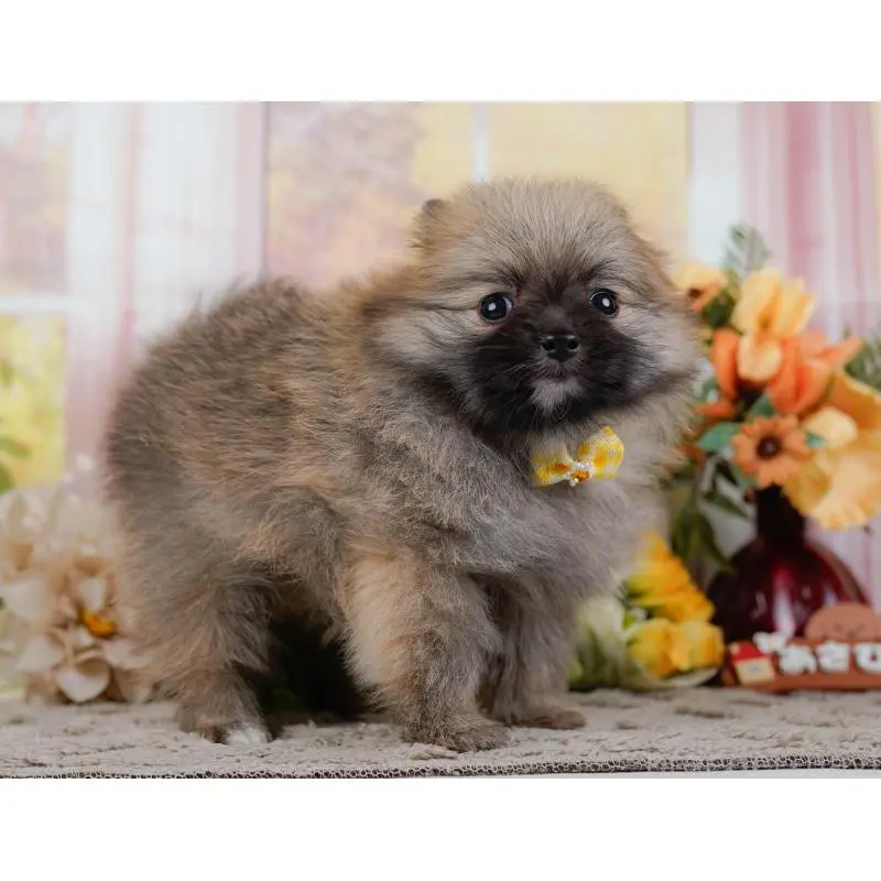 販売中の神奈川県のポメラニアン-452690の15枚目