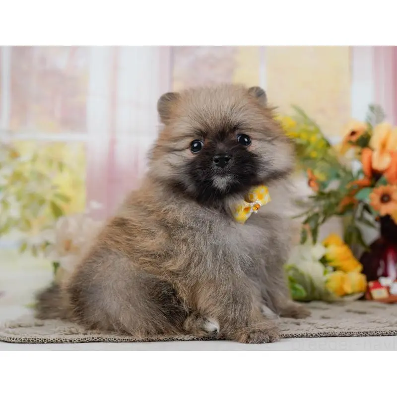 販売中の神奈川県のポメラニアン-452690の14枚目