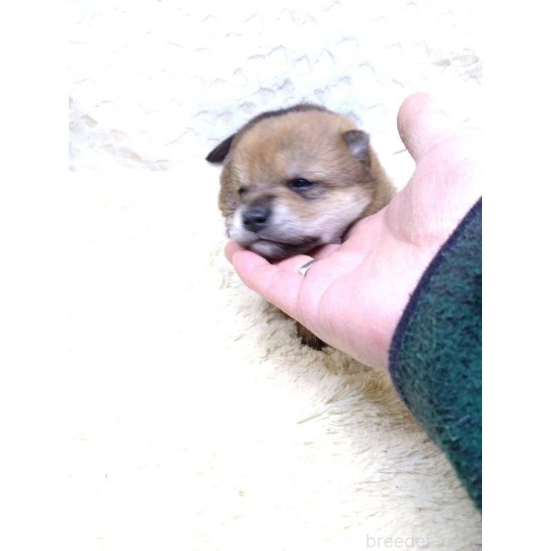 販売中の三重県の豆柴-452425の7枚目