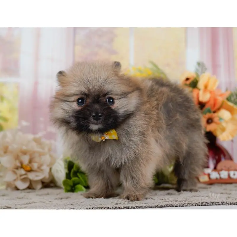 販売中の神奈川県のポメラニアン-452690の13枚目