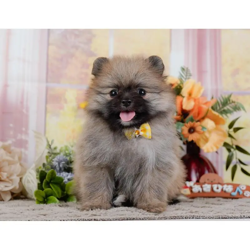 販売中の神奈川県のポメラニアン-452690の12枚目