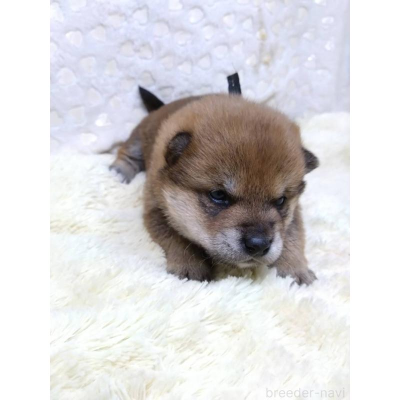 販売中の三重県の豆柴-452425の6枚目