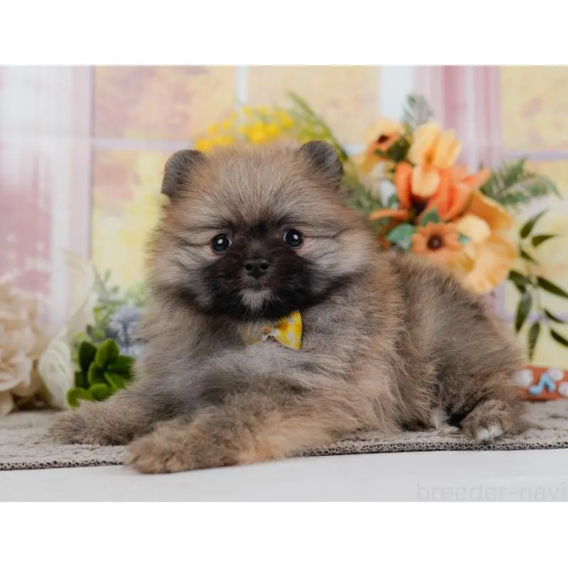 販売中の神奈川県のポメラニアン-452690の11枚目