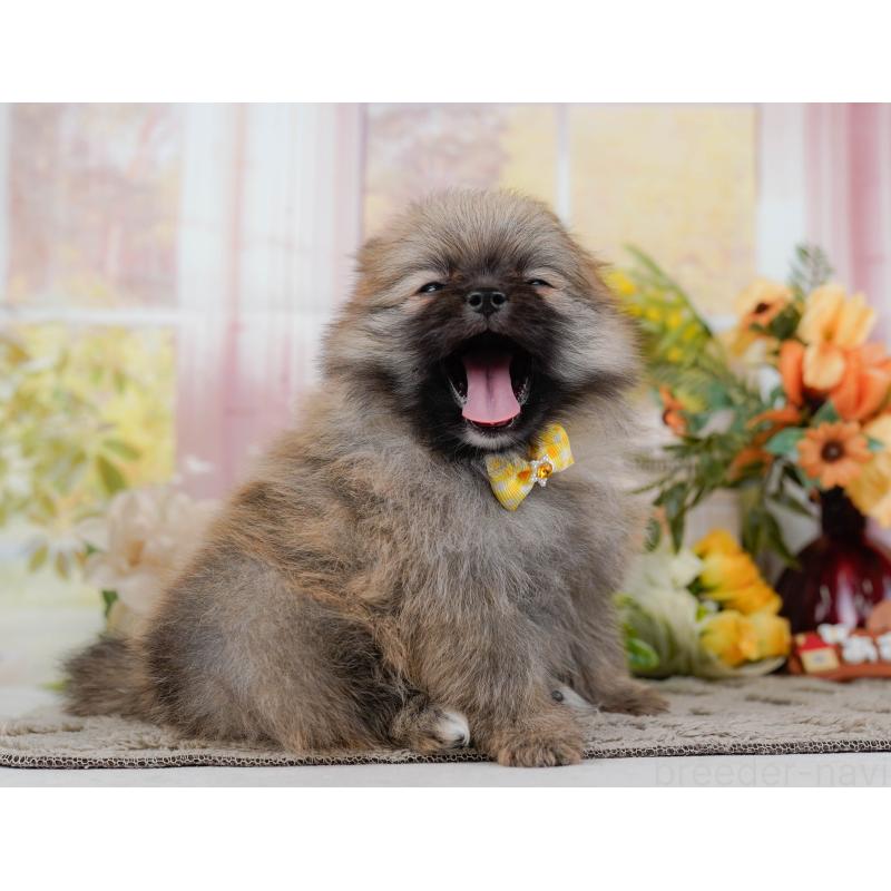 販売中の神奈川県のポメラニアン-452690の9枚目