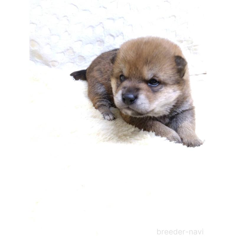 販売中の三重県の豆柴-452425の5枚目