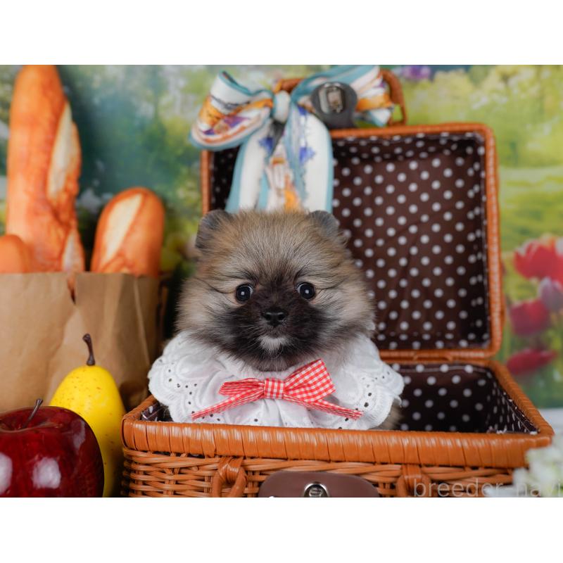 販売中の神奈川県のポメラニアン-452690の7枚目