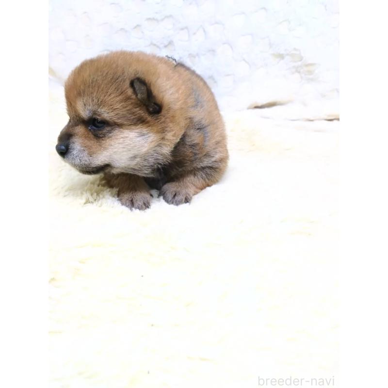 販売中の三重県の豆柴-452425の4枚目