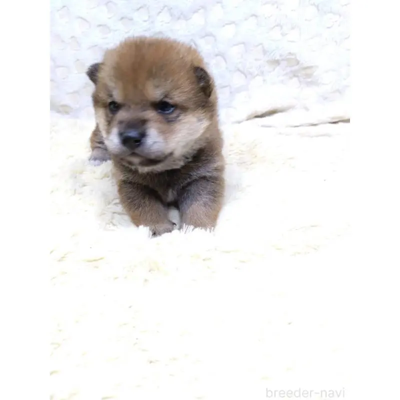 販売中の三重県の豆柴-452425の2枚目