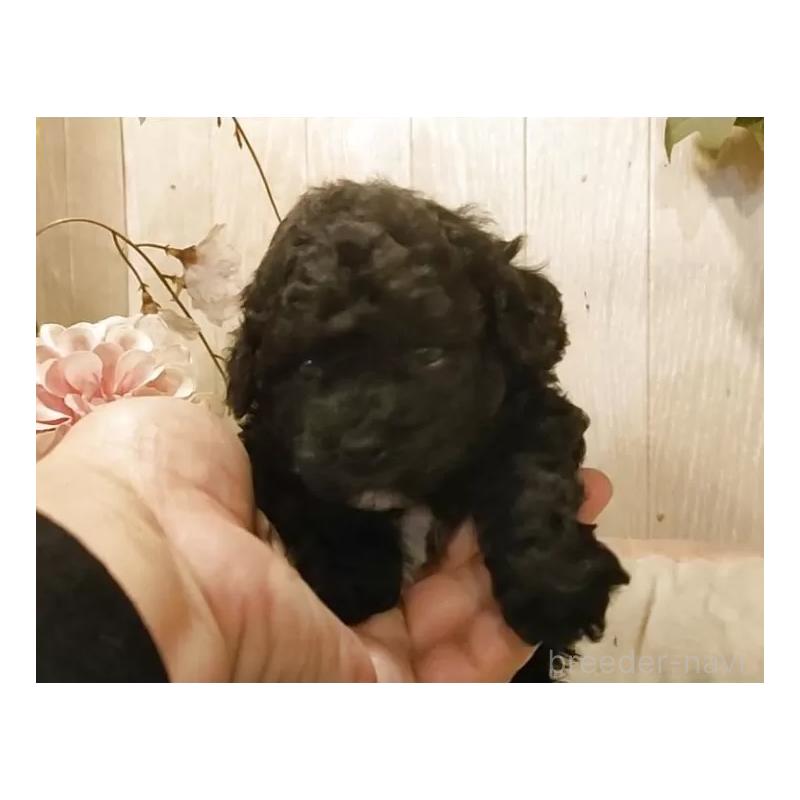 販売中の愛知県のティーカッププードル-452427の6枚目